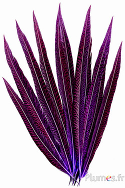 Goldfasan - 20-35 cm - aubergine
